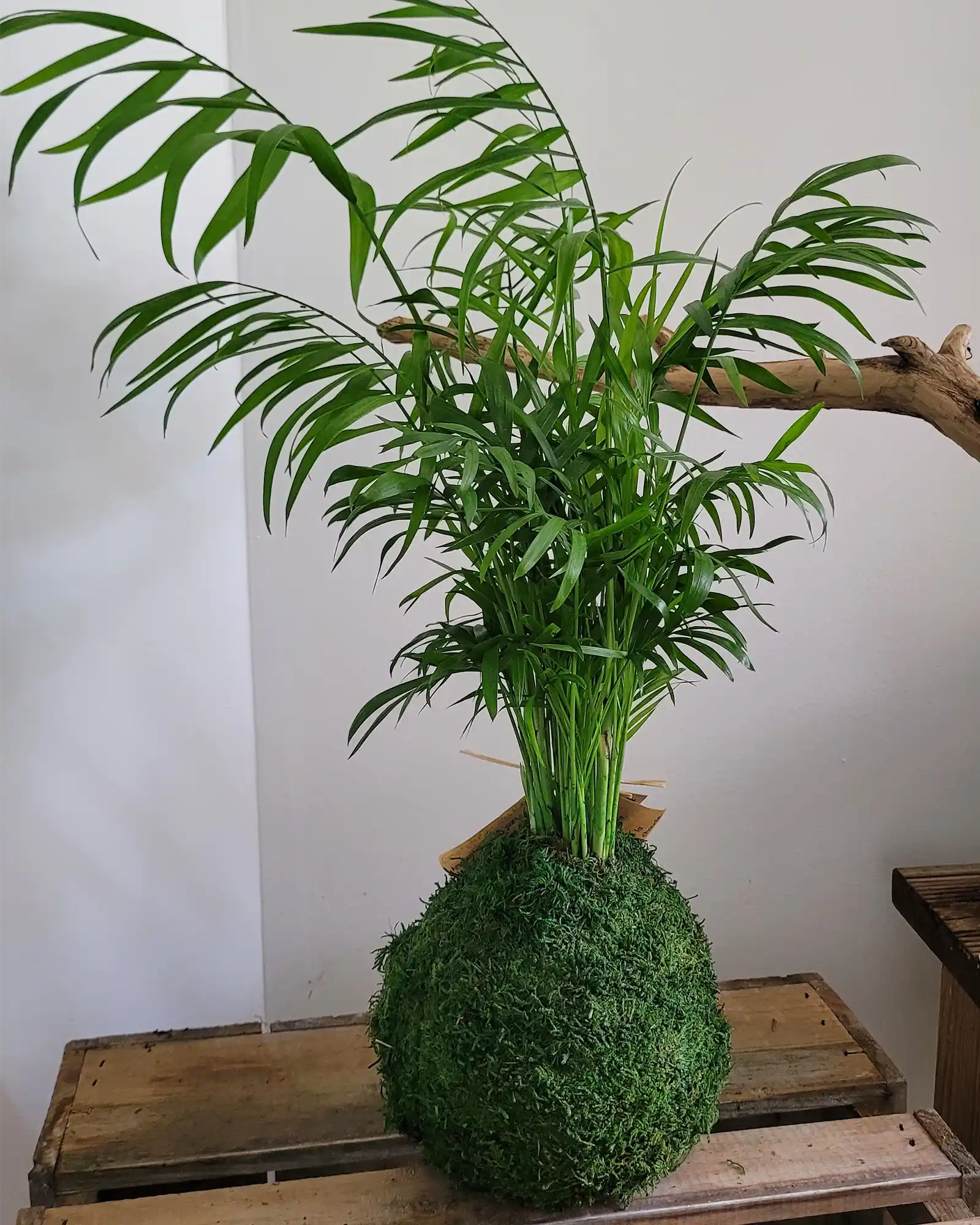 Kokedama Chamaedorea