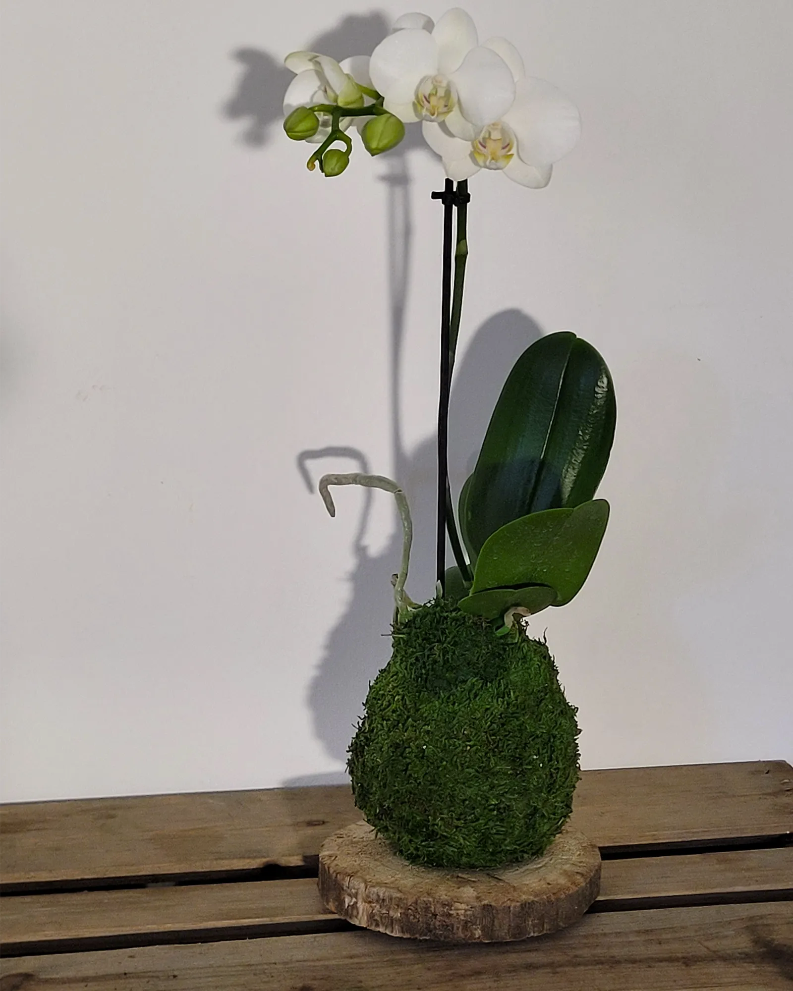 Kokedama Orchidée