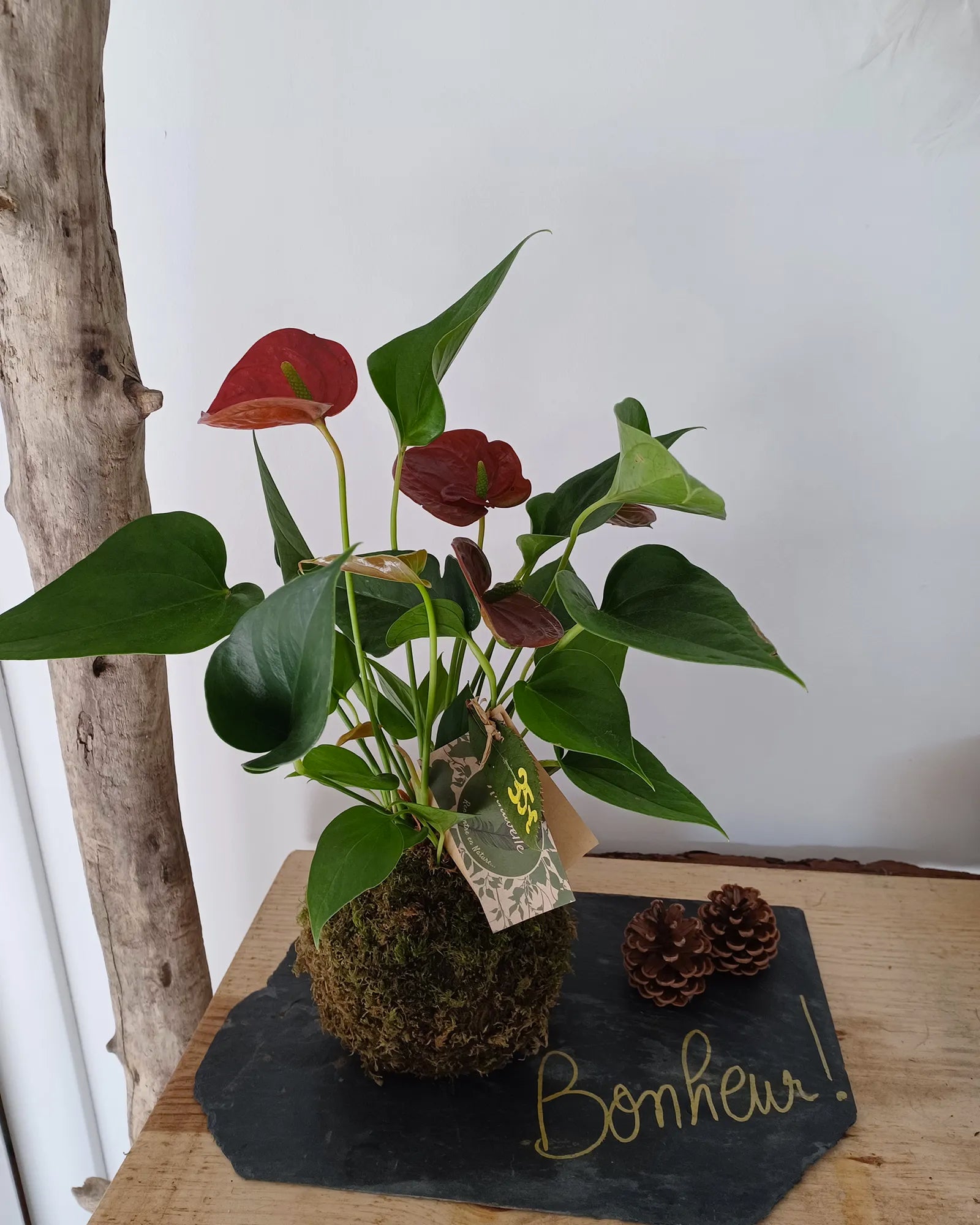Kokedama Anthurium personnalisable
