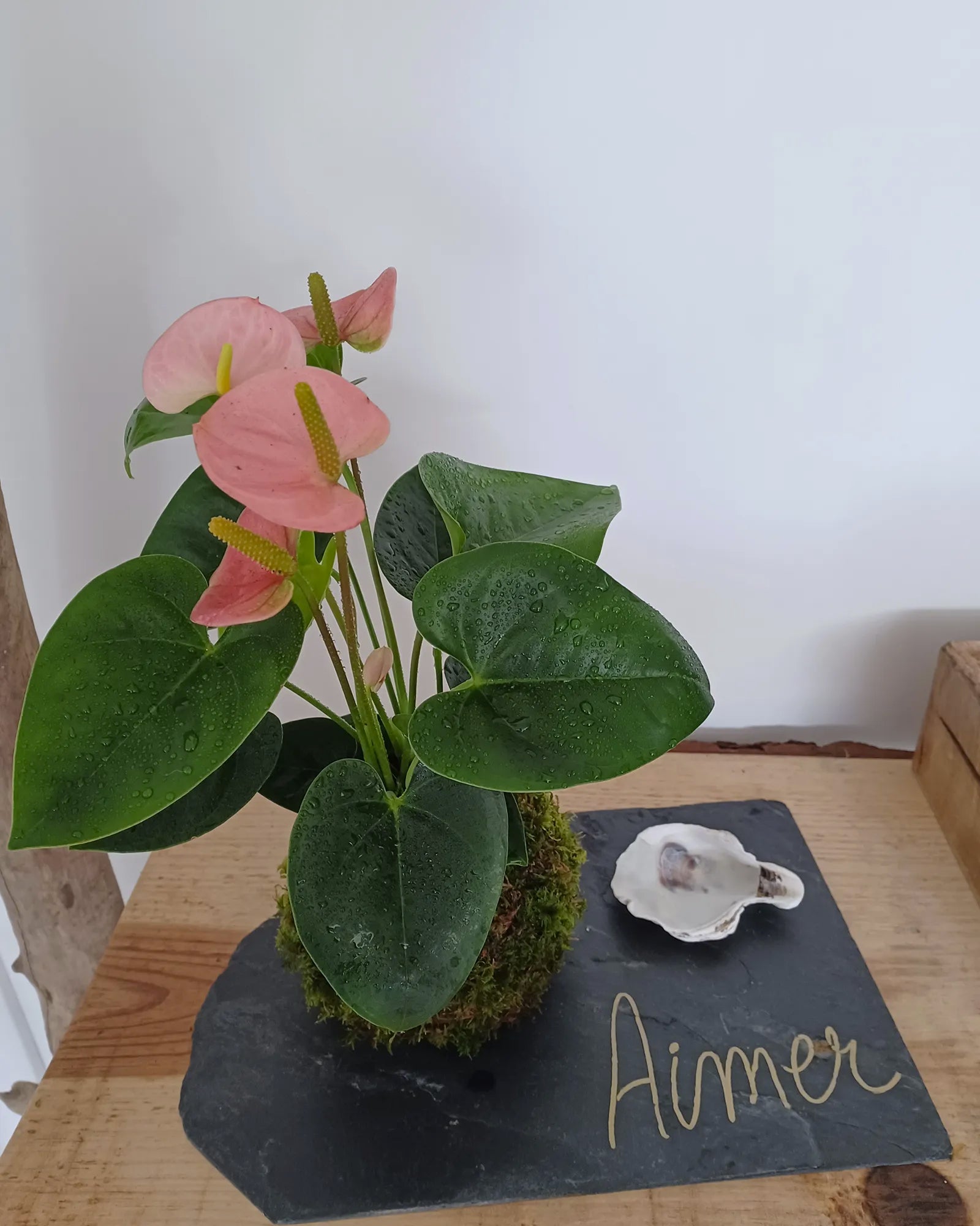 Kokedama Anthurium personnalisable