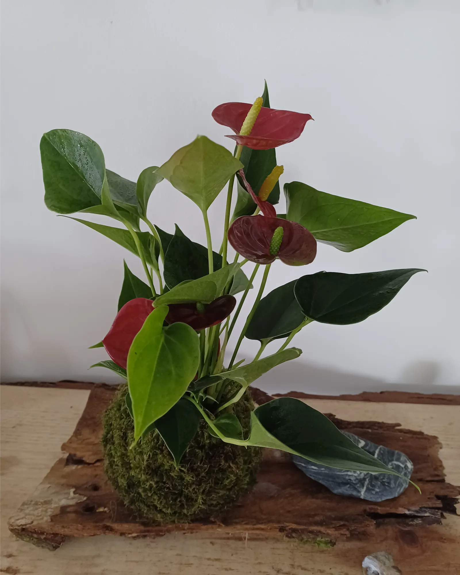 Kokedama Anthurium personnalisable