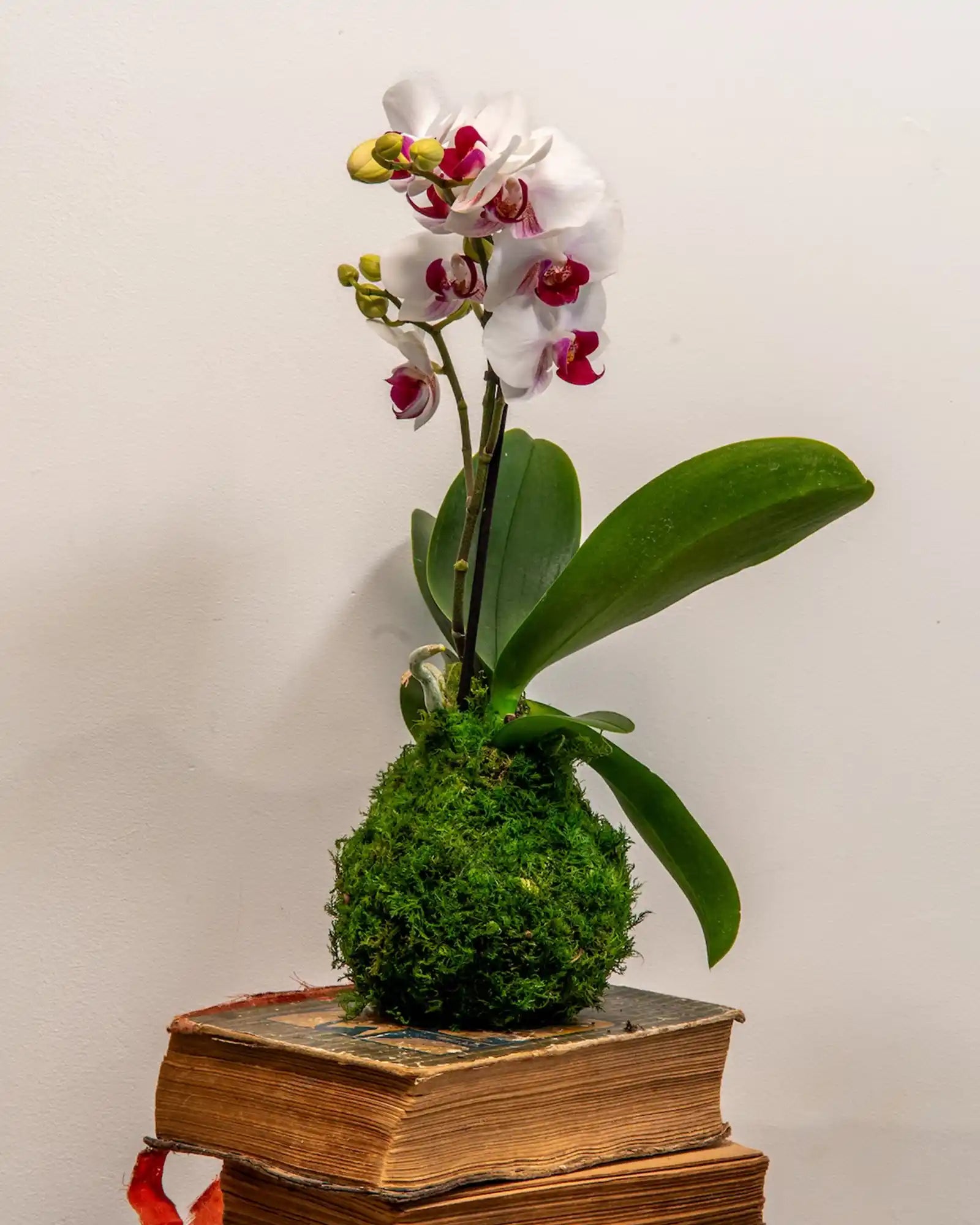 Kokedama Orchidée