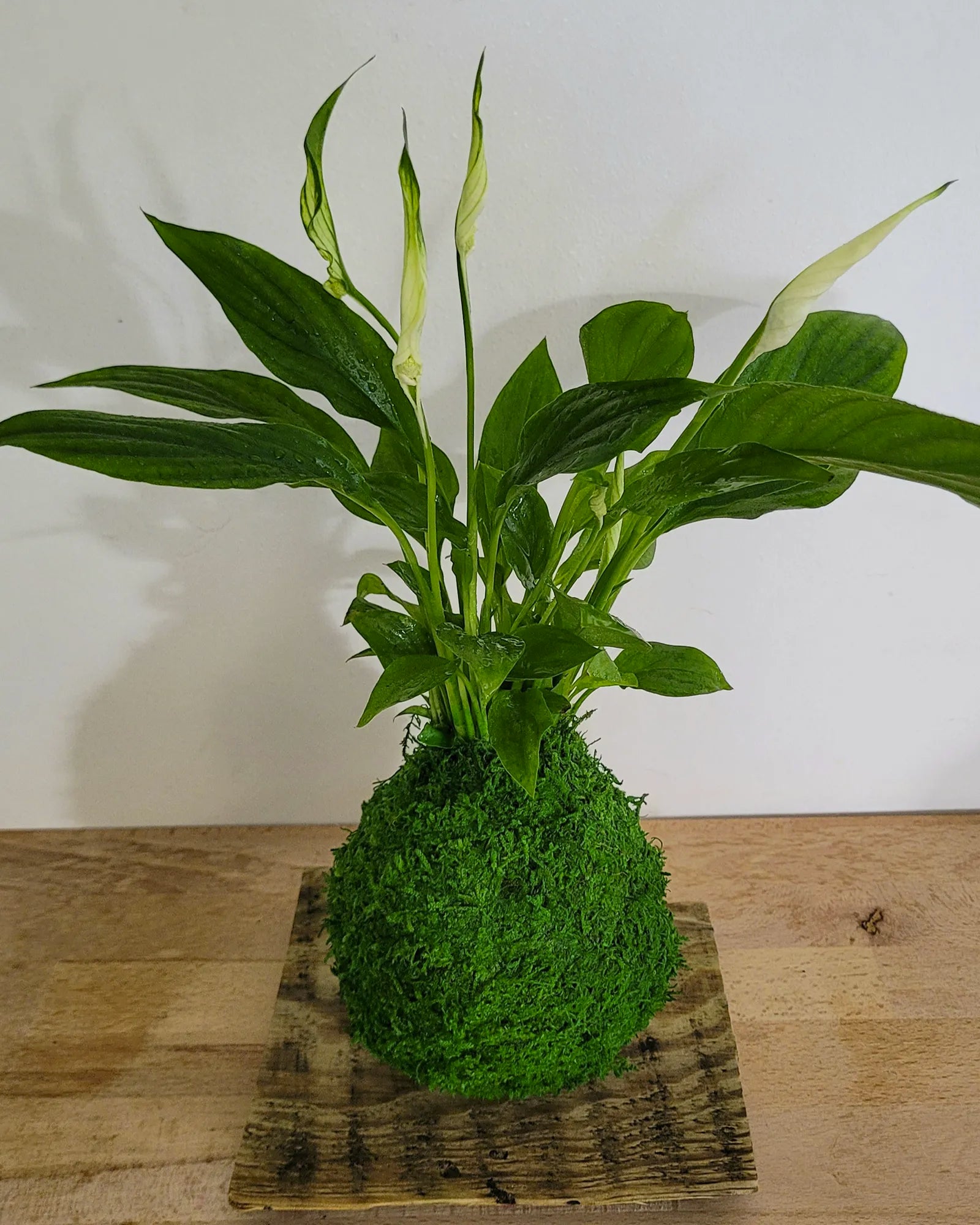 Kokedama Spathiphyllum