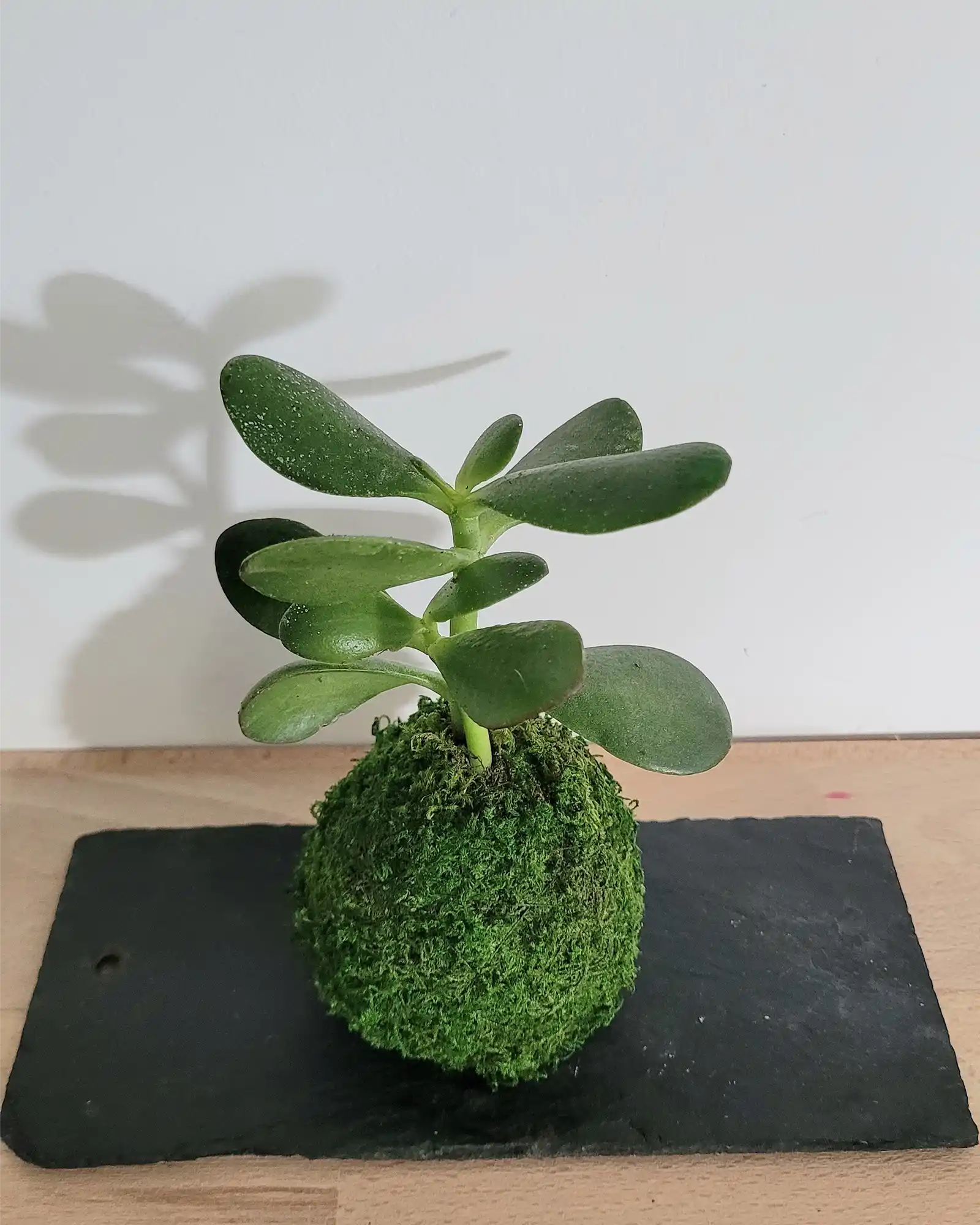 Kokedama Arbre de jade