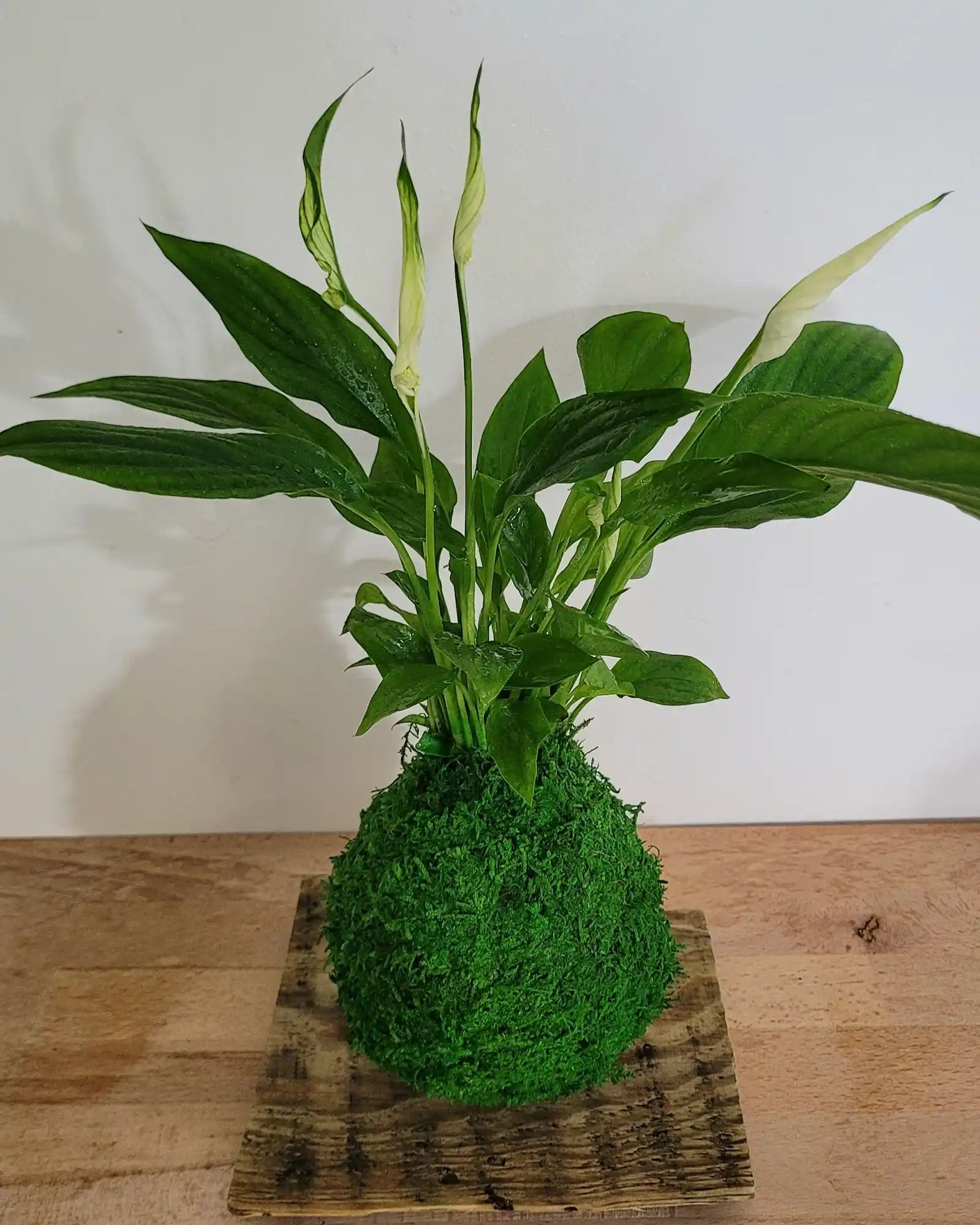 Kokedama Spathiphyllum