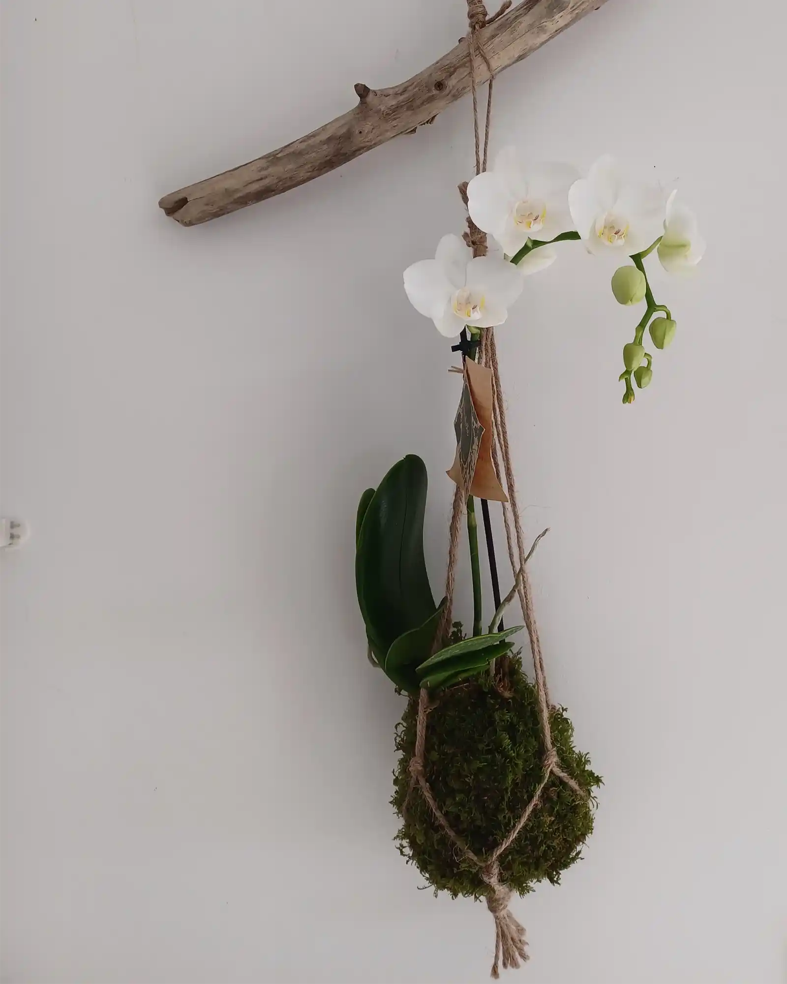 Kokedama Orchidée