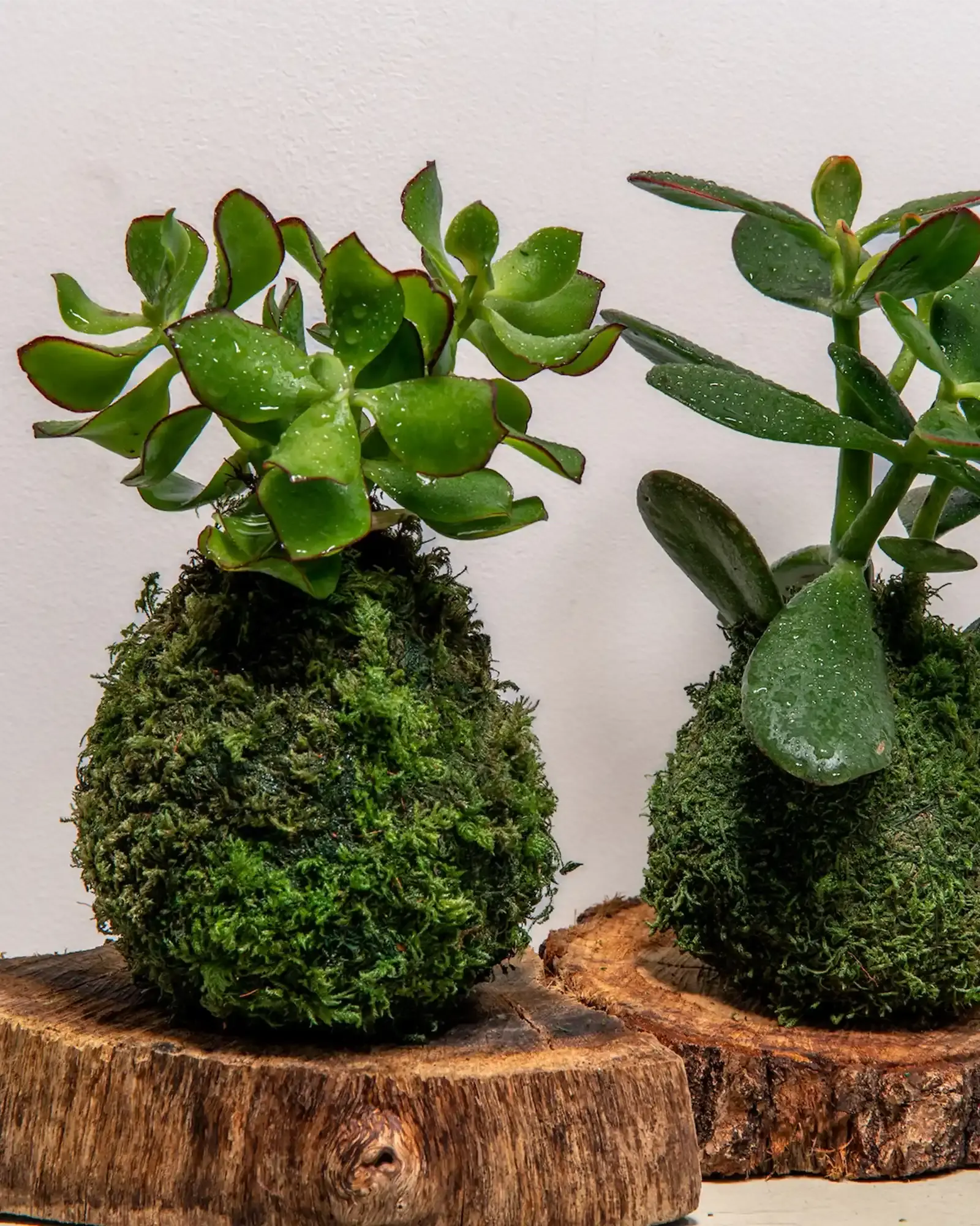 jade plant kokedama Kokedama Arbre de Jade