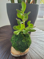 Kokedama Arbre de jade