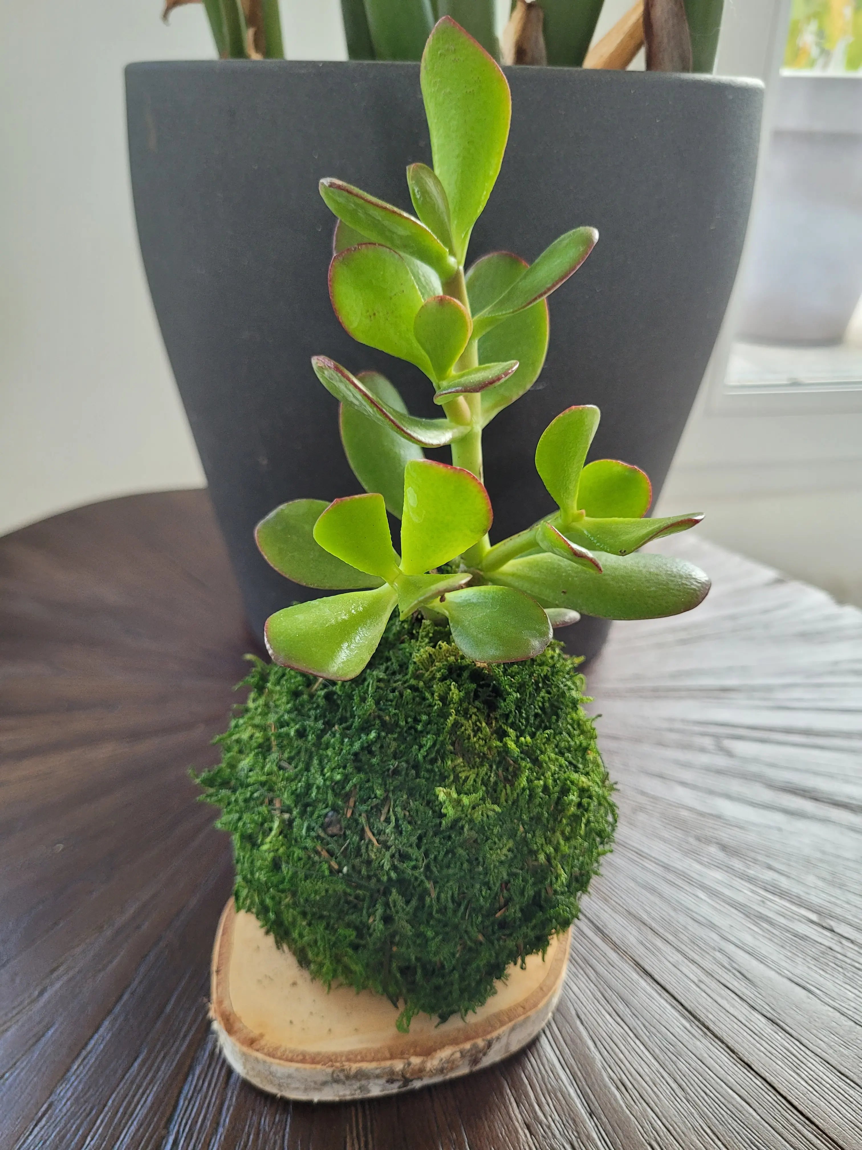 Kokedama Arbre de jade