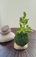 Kokedama Arbre de jade