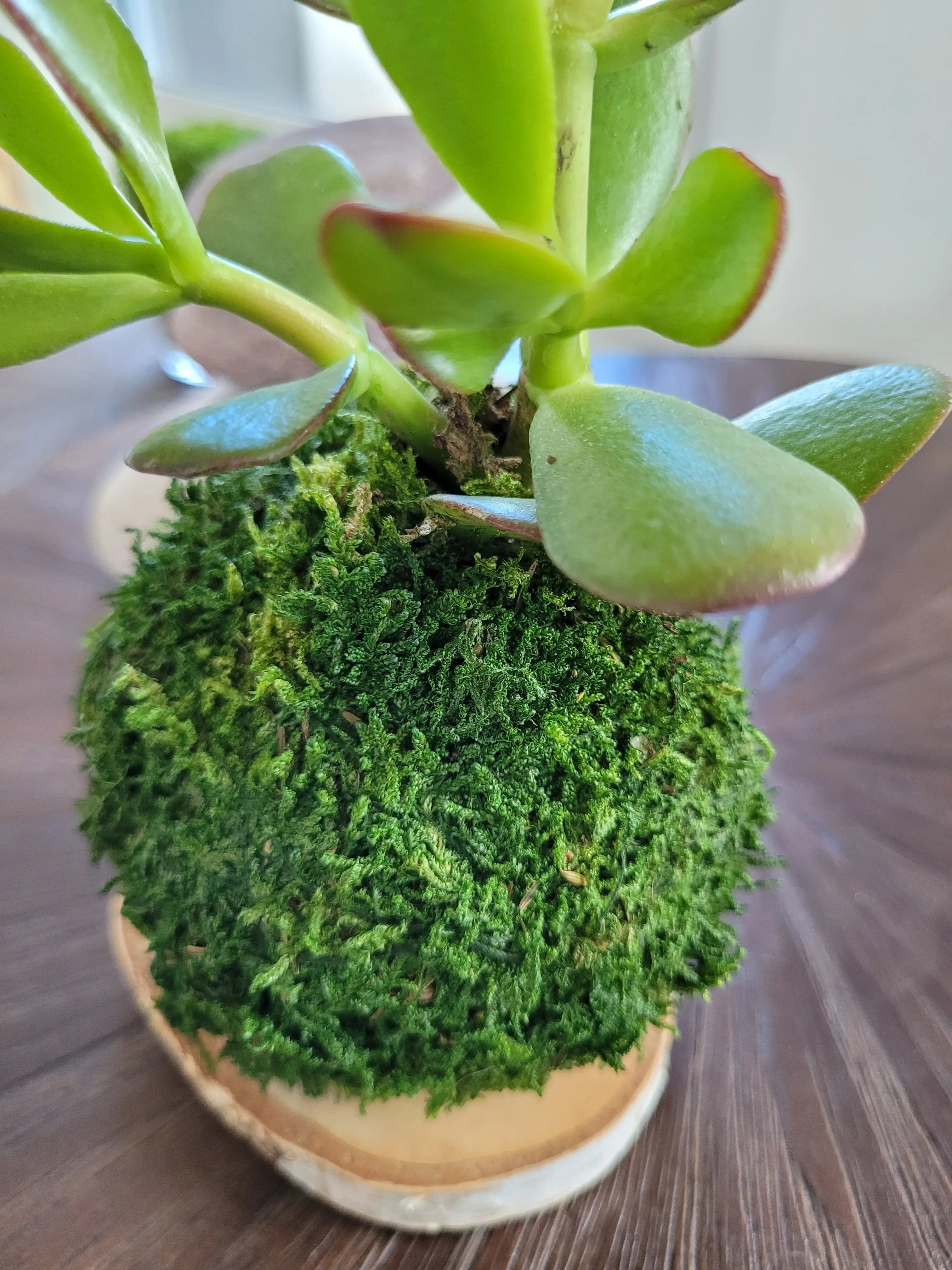 Kokedama Arbre de jade