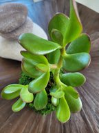Kokedama Arbre de jade