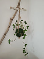 Kokedama Lierre en suspension avec bois