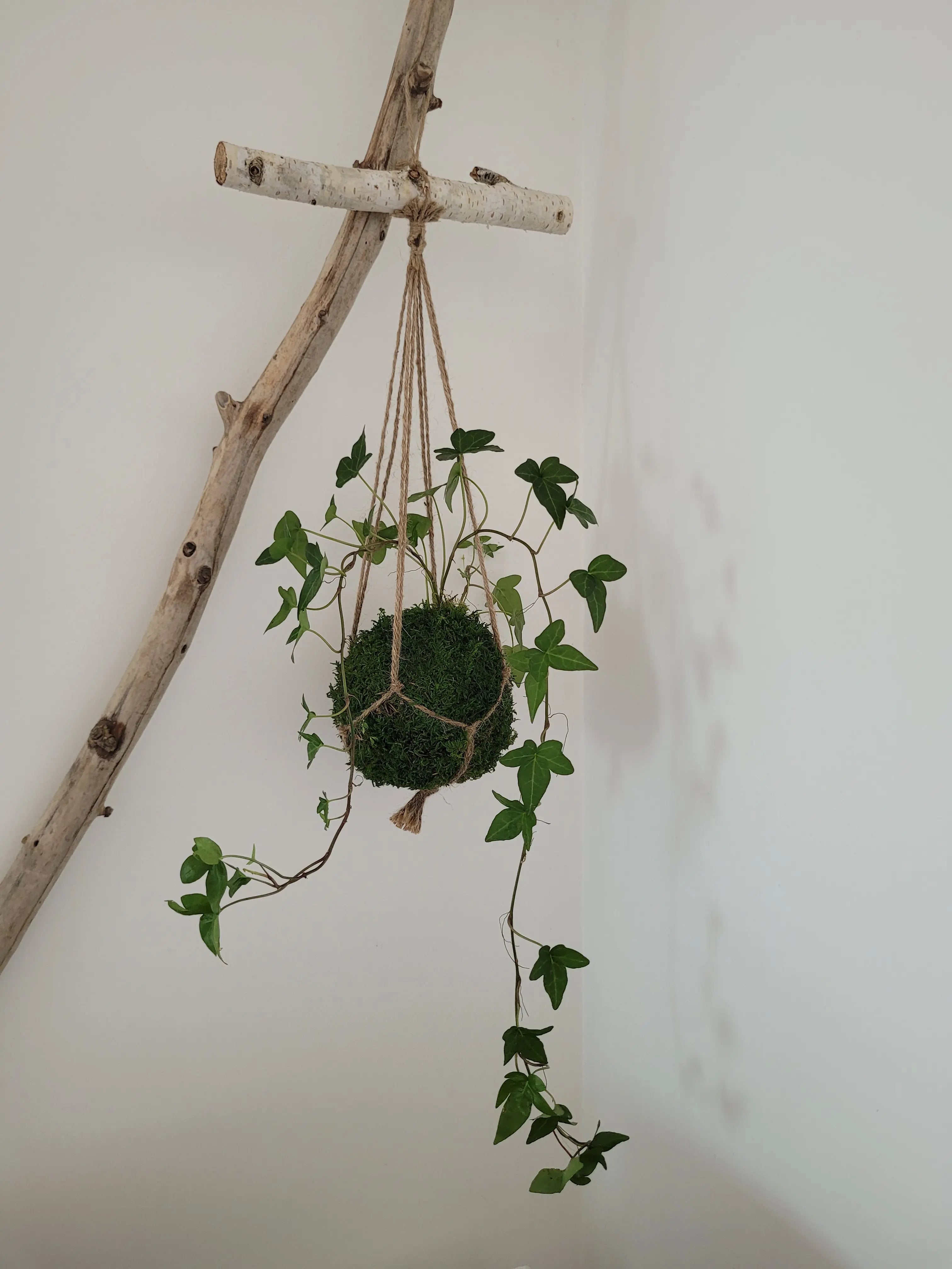 Kokedama Lierre en suspension avec bois