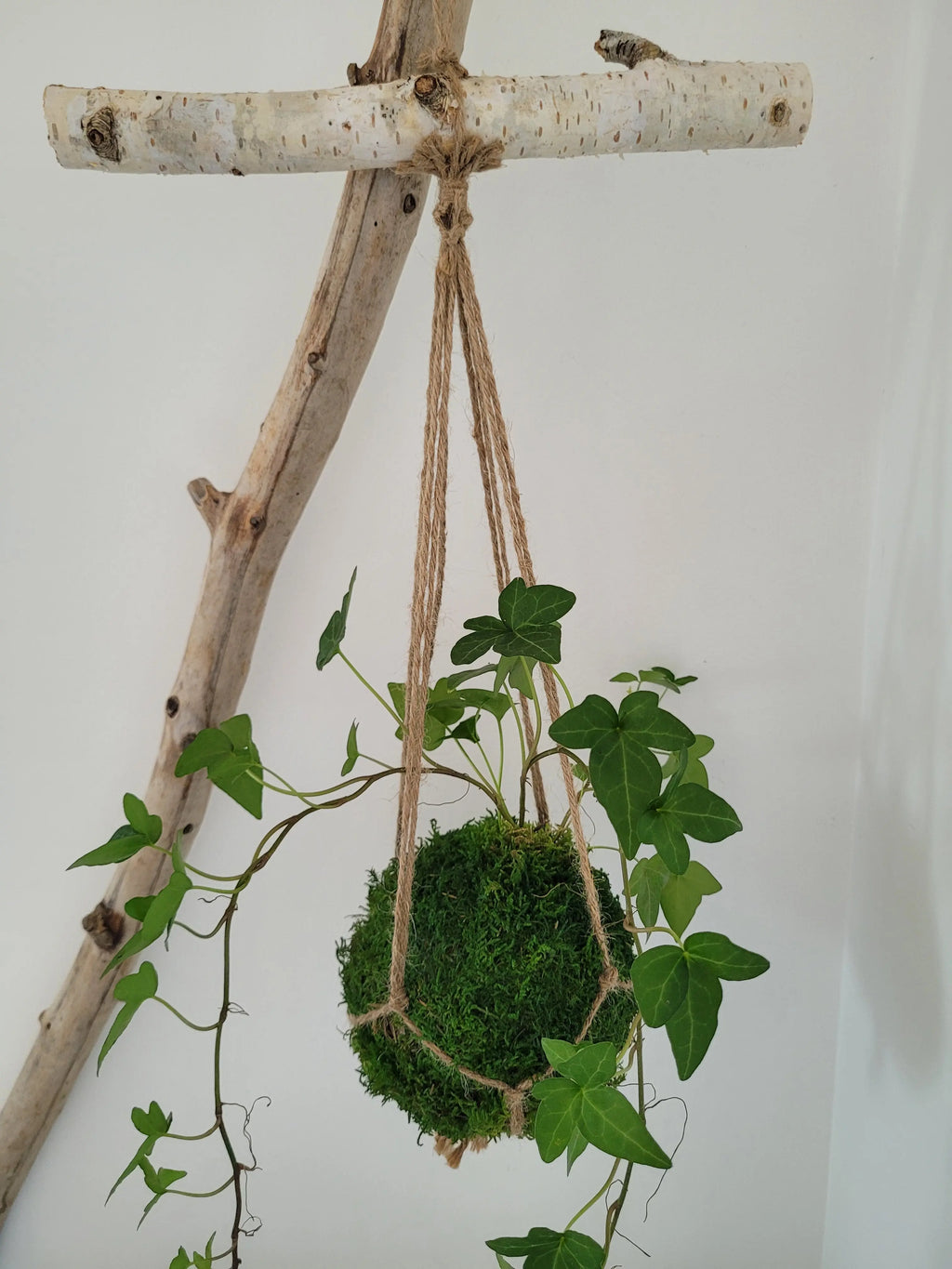 Kokedama Lierre en suspension avec bois