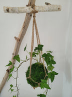 Kokedama Lierre en suspension avec bois