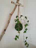 Kokedama Lierre en suspension avec bois