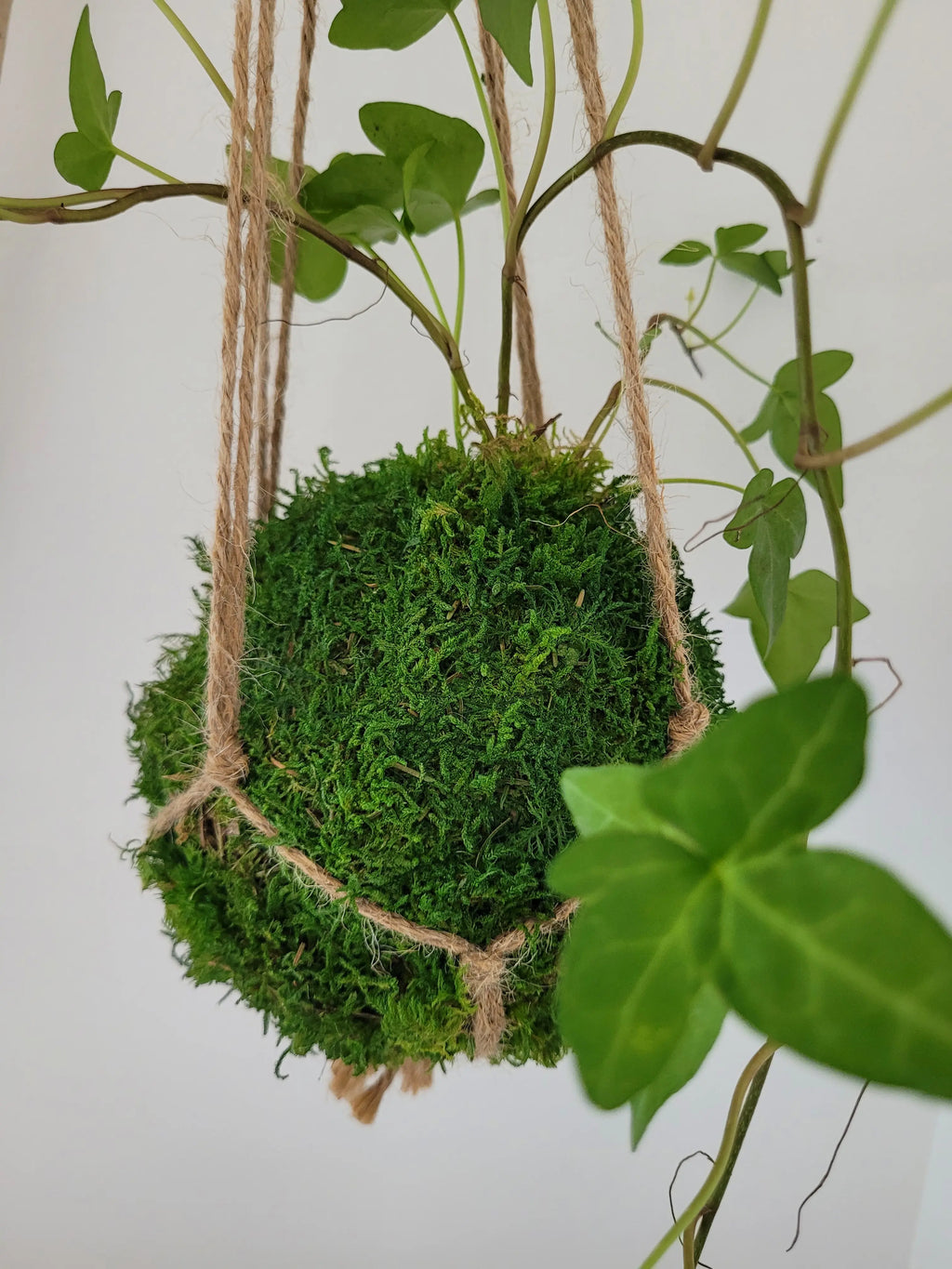 Kokedama Lierre en suspension avec bois