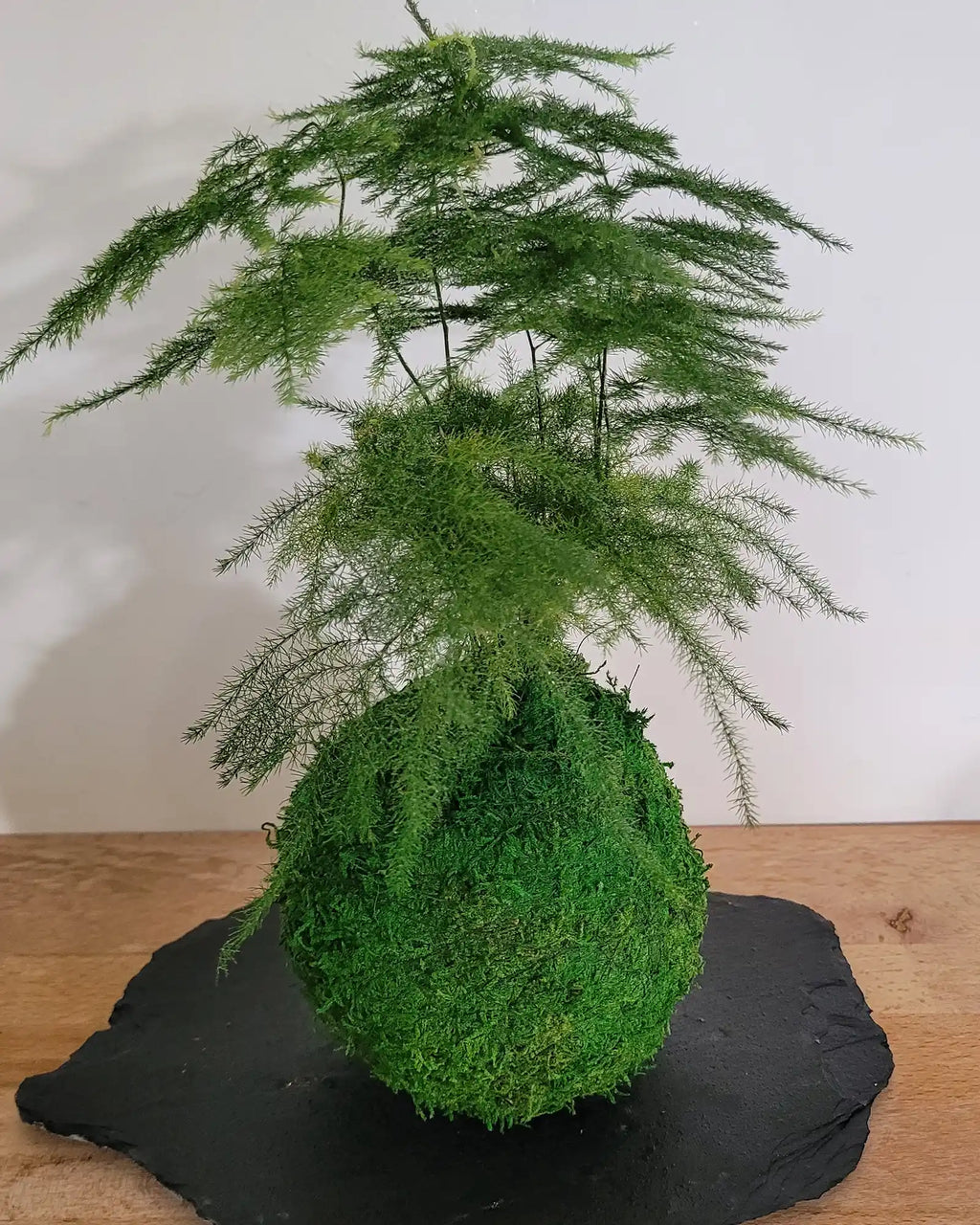 Kokedama asparagus plante art japonais