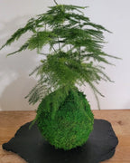 Kokedama asparagus plante art japonais