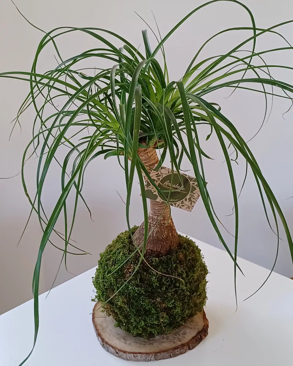 Kokedama Beaucarnea