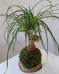 Kokedama Beaucarnea tronc renflé feuilles longues sur sphère de mousse posé sur support rondelle de bois