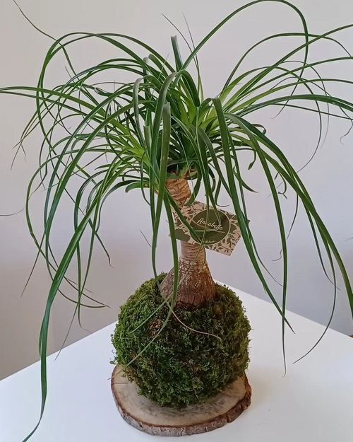 Kokedama Beaucarnea tronc renflé feuilles longues sur sphère de mousse posé sur support rondelle de bois