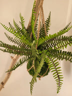 Kokedama artificiel suspendu fougère