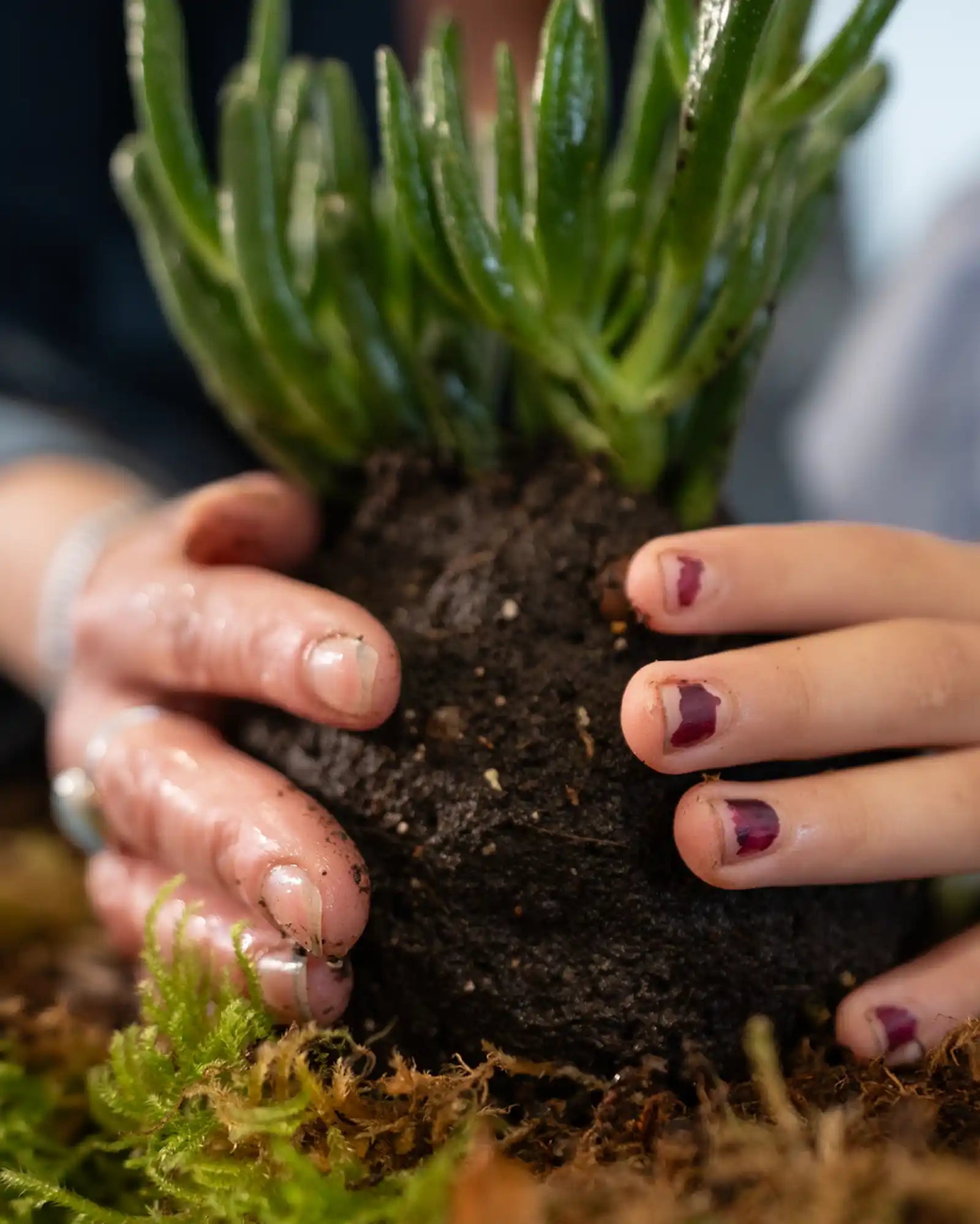 mains dans la terre fabrication d'un kokedama