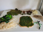 Atelier tableau végétal en famille