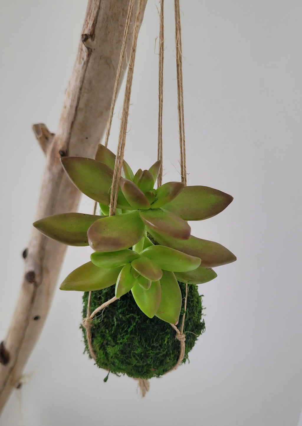 Kokedama Succulente - Micro Plante Sedum