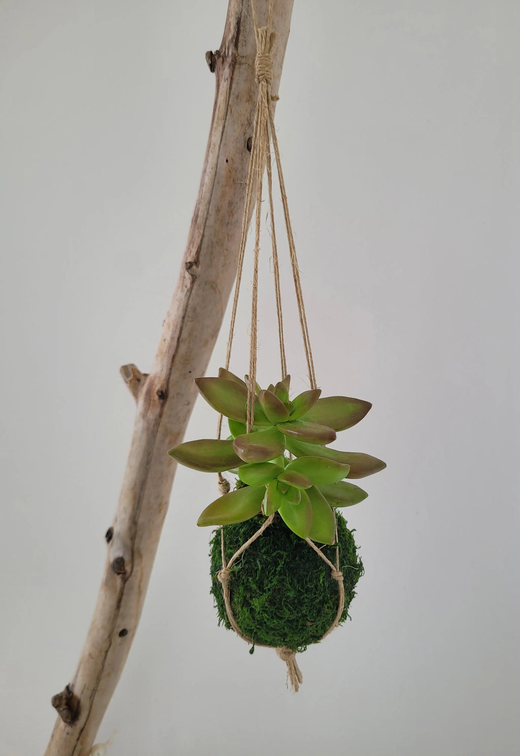 Kokedama Succulente - Micro Plante Sedum