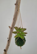 Kokedama Succulente - Micro Plante Sedum