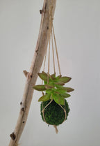 Kokedama Succulente - Micro Plante Sedum