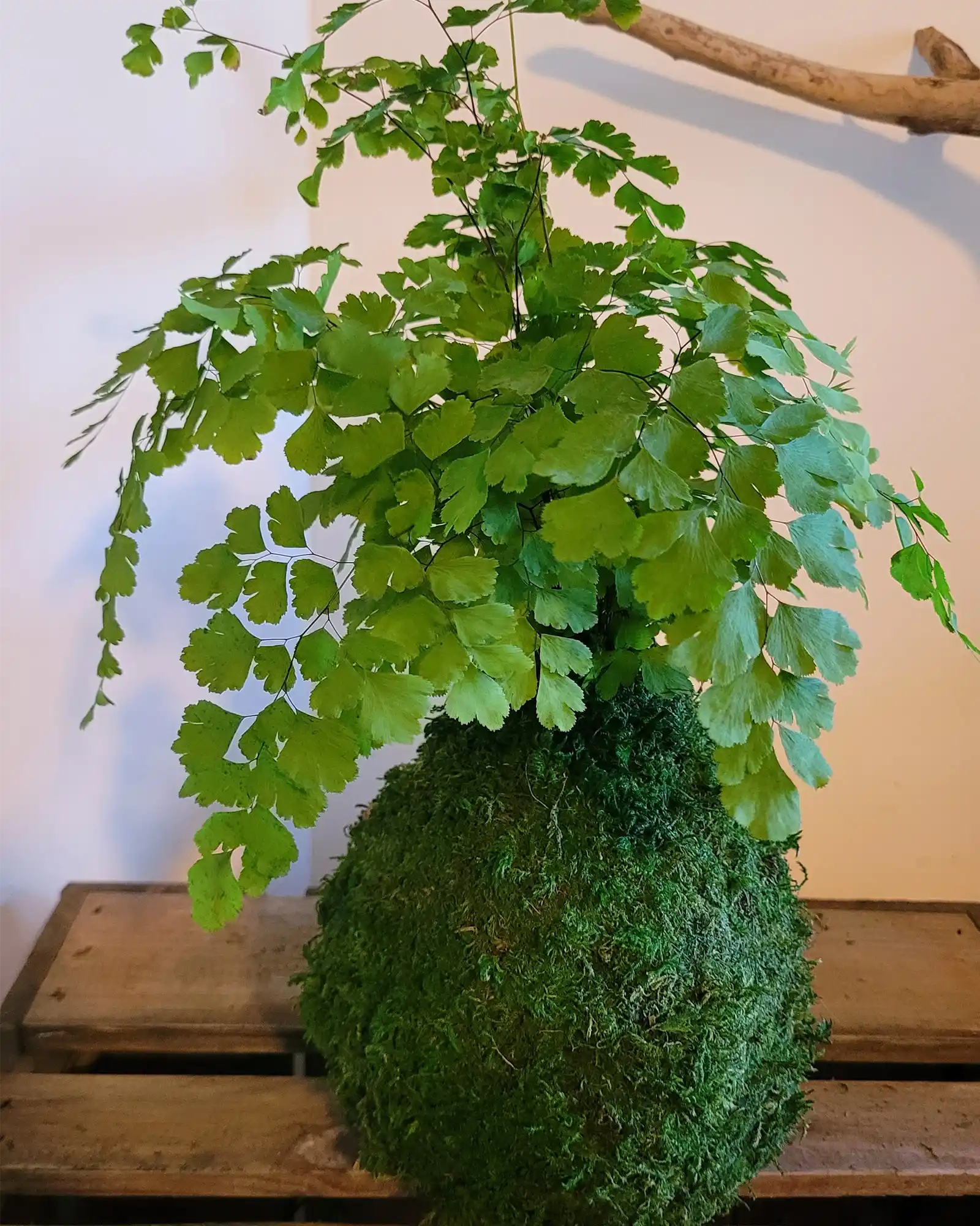 Kokedama Adiantum