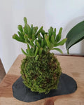 Kokedama succulente Gollum mini plante sphère de mousse sur un support en ardoise