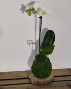 Kokedama Orchidée