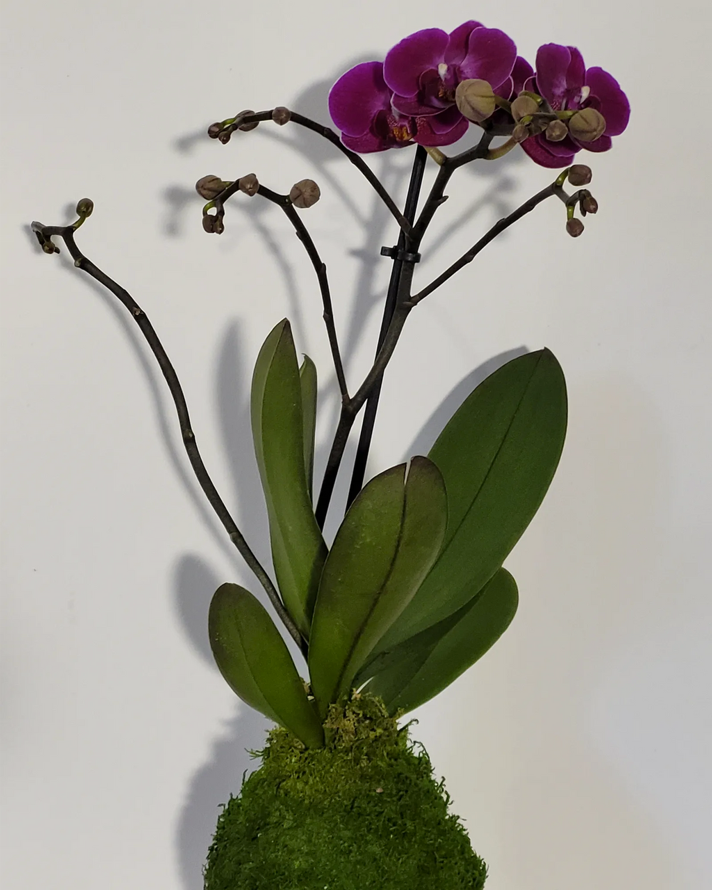 Kokedama Orchidée