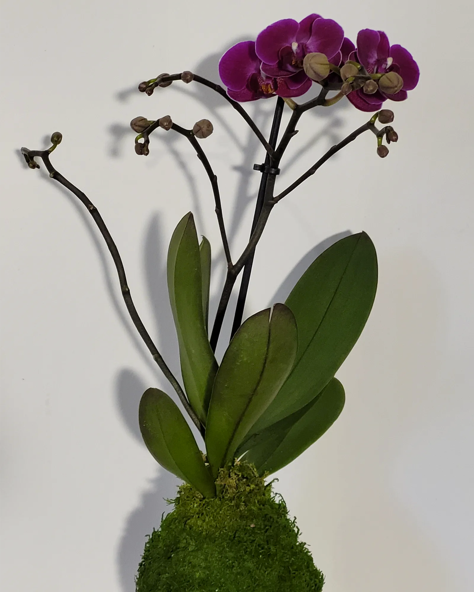 Kokedama Orchidée
