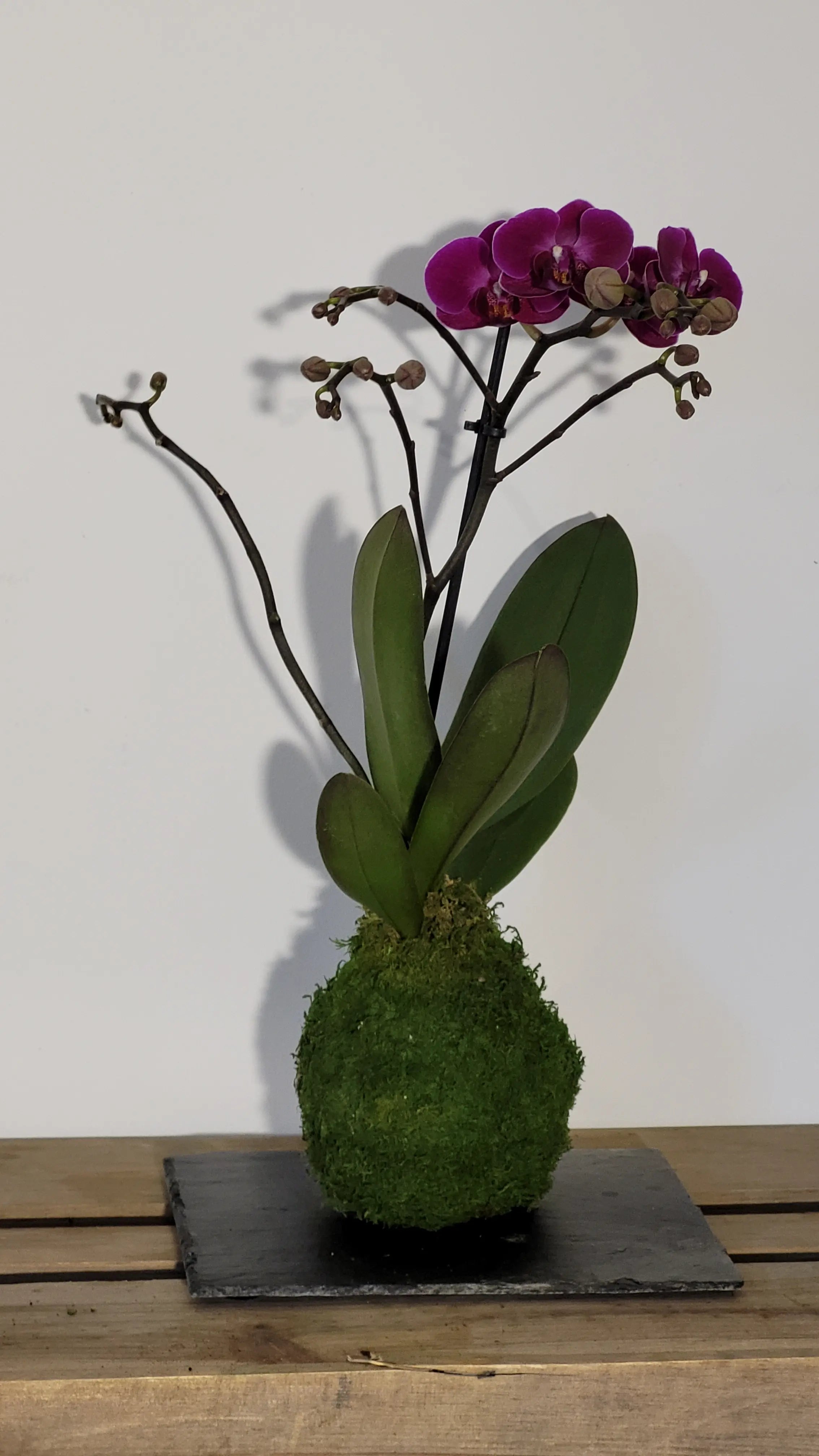 Kokedama Orchidée