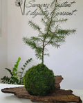 Kokedama Pin petit conifère en boule de mousse décoration naturelle posé sur écorce de bois