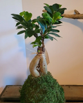 Kokedama Ficus Ginseng racines apparentes et boule de mousse design japonais