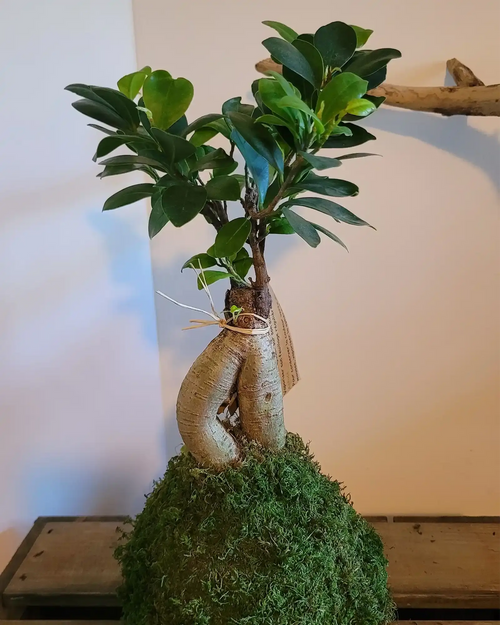 Kokedama Ficus Ginseng racines apparentes et boule de mousse design japonais