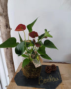 Kokedama Anthurium personnalisable