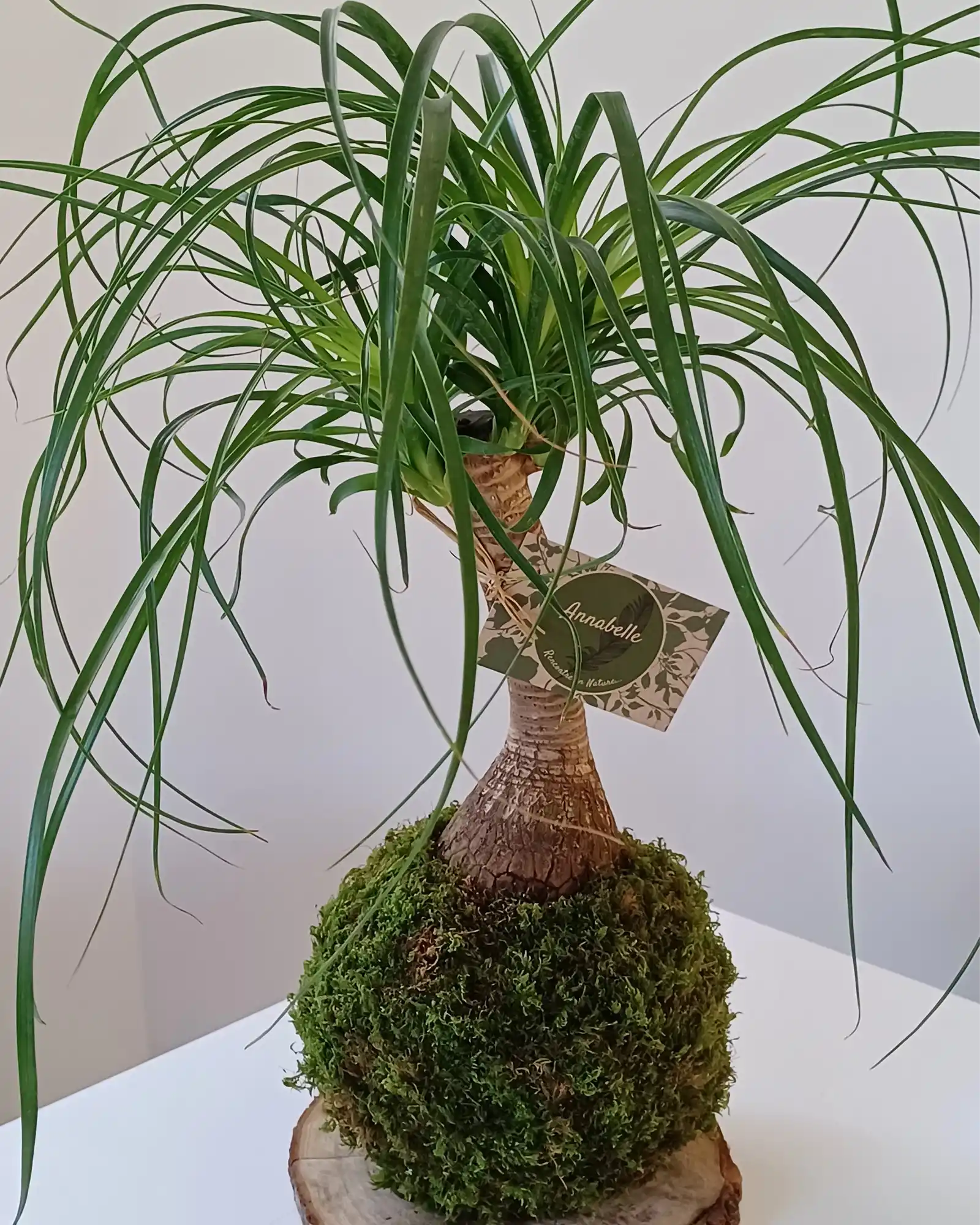 Kokedama Beaucarnea