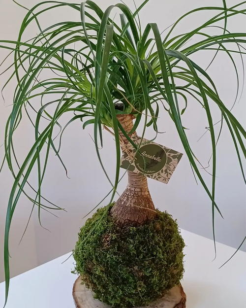 Kokedama Beaucarnea longues feuilles sphère de mousse et rondelle de bois