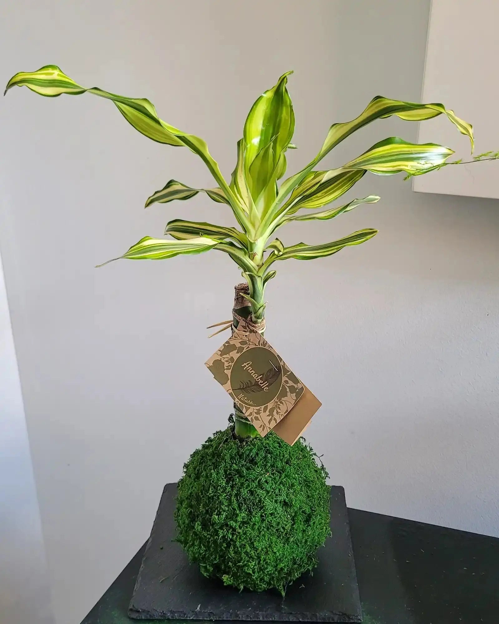 Kokedama dracena sur sphère de mousse posé sur support en ardoise