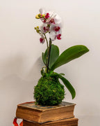 Kokedama Orchidée