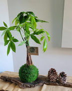 Kokedama Pachira