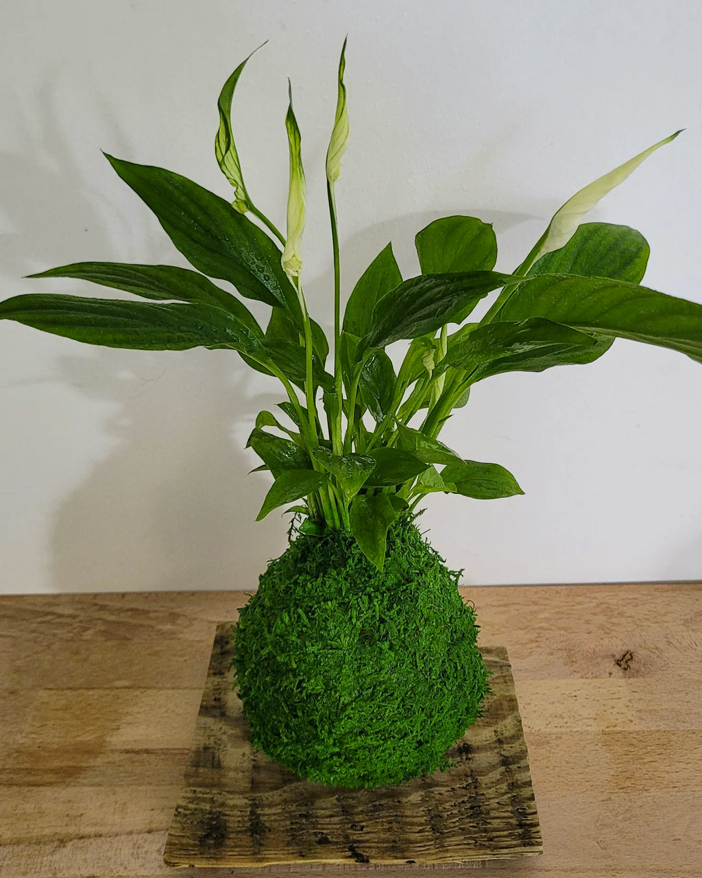 Kokedama Spathiphyllum